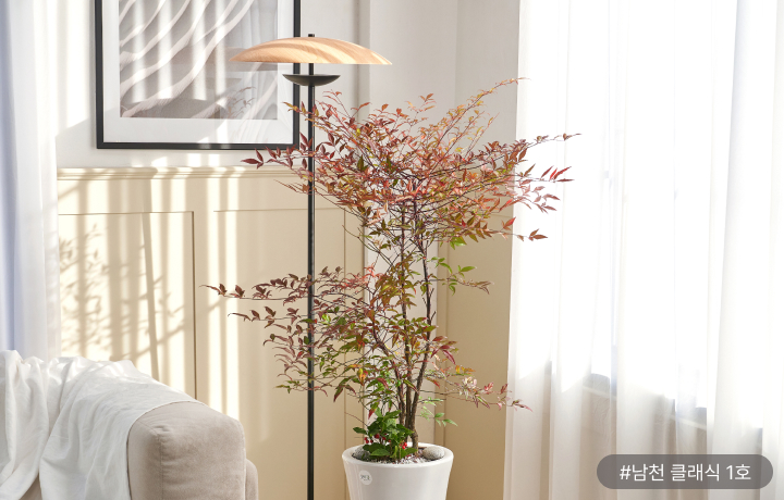 사계절이 아름다운 식물 ‘남천’