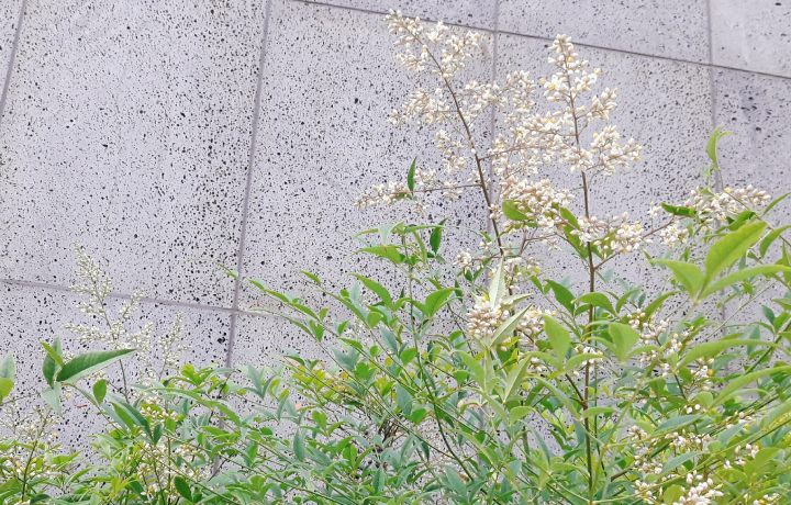 대나무 잎을 닮은 남천은 동양적인 수형과 관상가치가 뛰어나요.