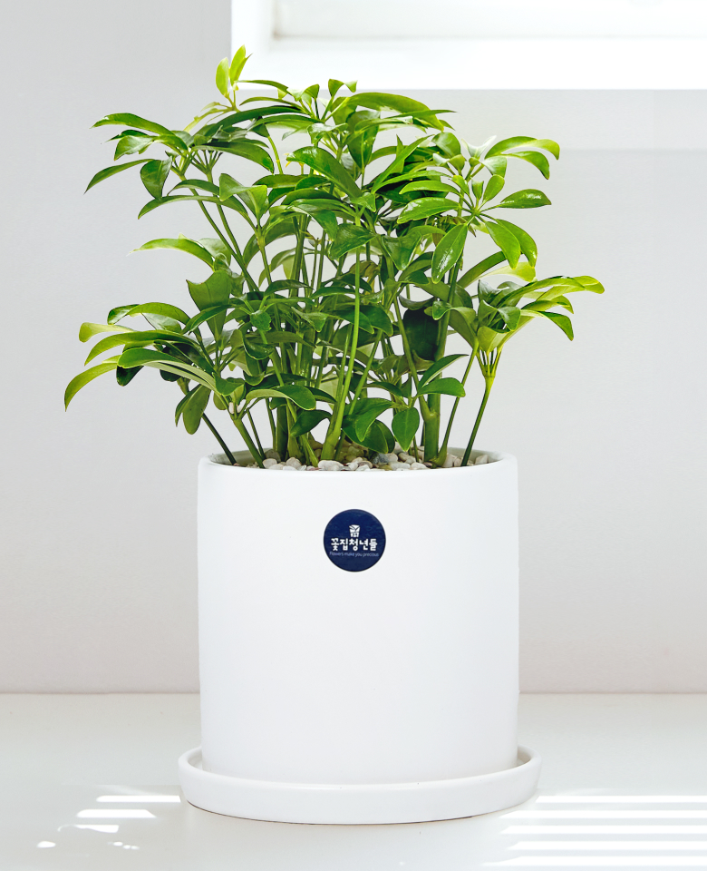 홍콩야자 클래식 1호