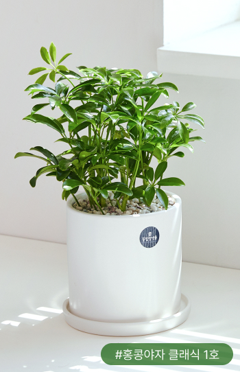 개운죽은 대나무를 닮은 줄기와 잎이 멋스러운 식물이에요