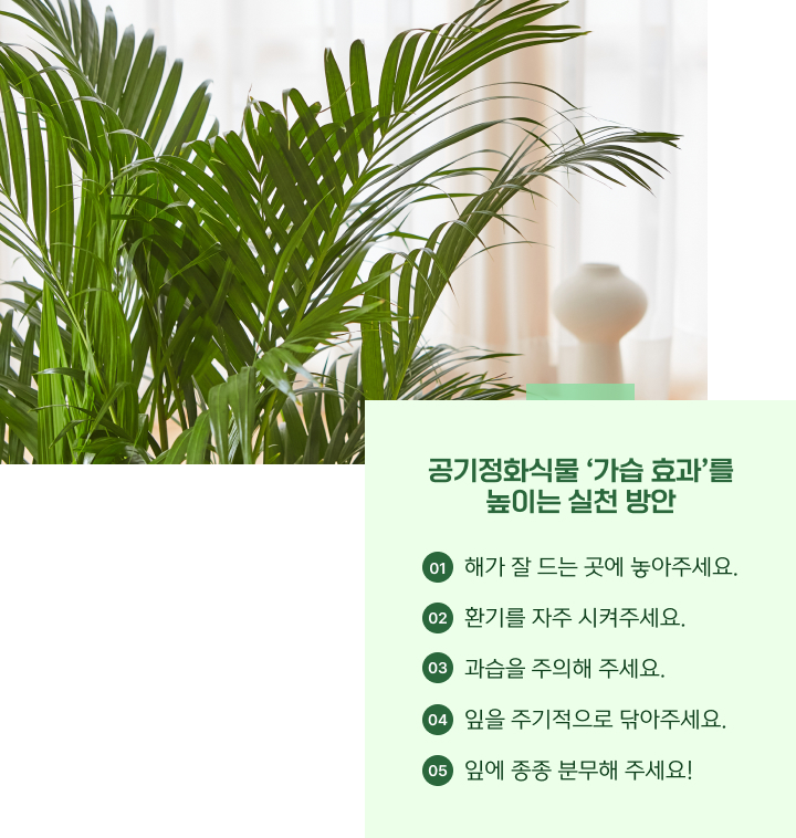 공기정화식물도 관리가 중요해요!