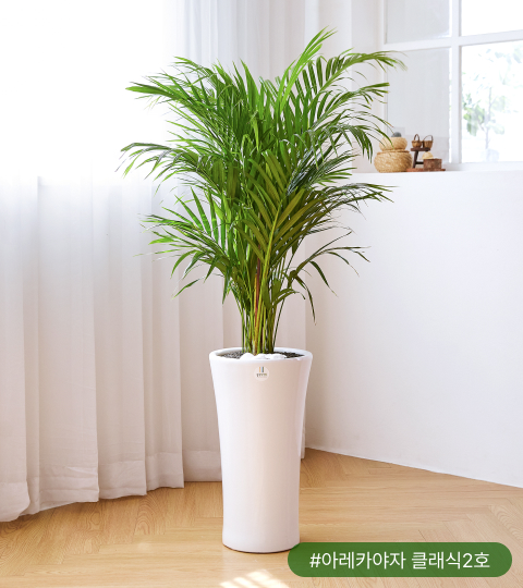 아레카야자는 NASA(미국 항공우주국)가 실시한 50개의 공기정화식물 실험