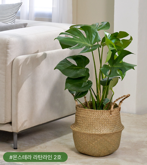 몬스테라는 아레카야자와 함께 이국적인 분위기를 이끄는 대표 식물이에요