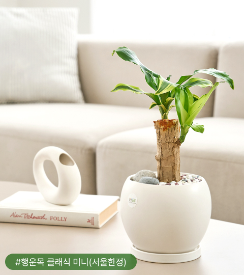 행운목은 나사가 선정한 공기정화식물 11위