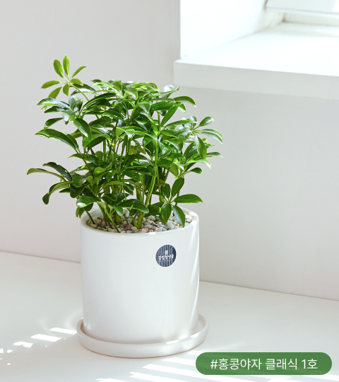 개운죽은 대나무를 닮은 줄기와 잎이 멋스러운 식물이에요