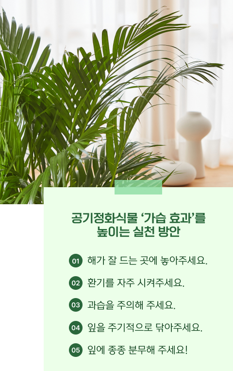 공기정화식물도 관리가 중요해요!