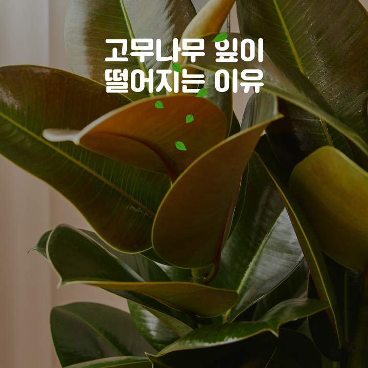고무나무 잎이 갑자기 우수수 떨어져요
