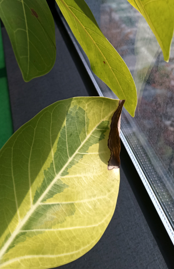 잎이 까맣게 탔어요