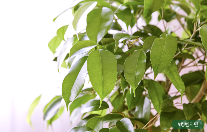 고무나무 잎이 우수수 떨어져요