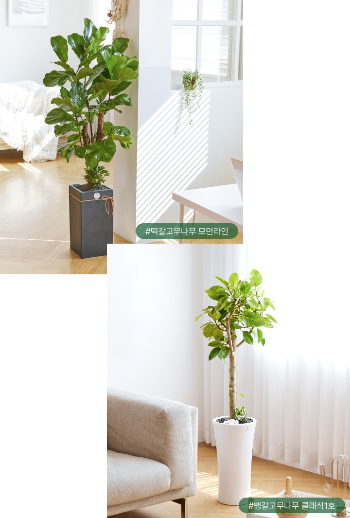 화분을 이동할 때도 잠시 머물 수 있는 중간 지점을 만들어 주세요.