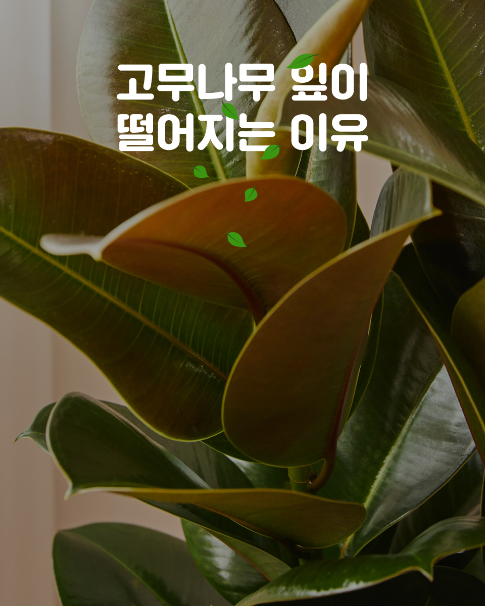 고무나무 잎이 갑자기 우수수 떨어져요