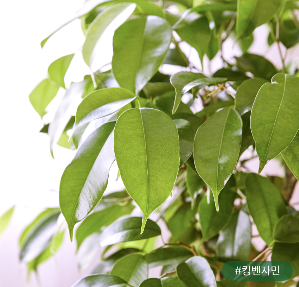 고무나무 잎이 우수수 떨어져요