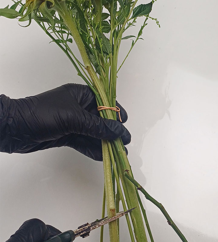 해바라기 꽃다발 줄기 끝 자르기