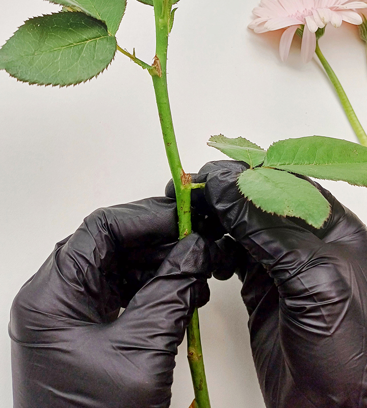 꽃분홍장미꽃다발 꽃 손질하기