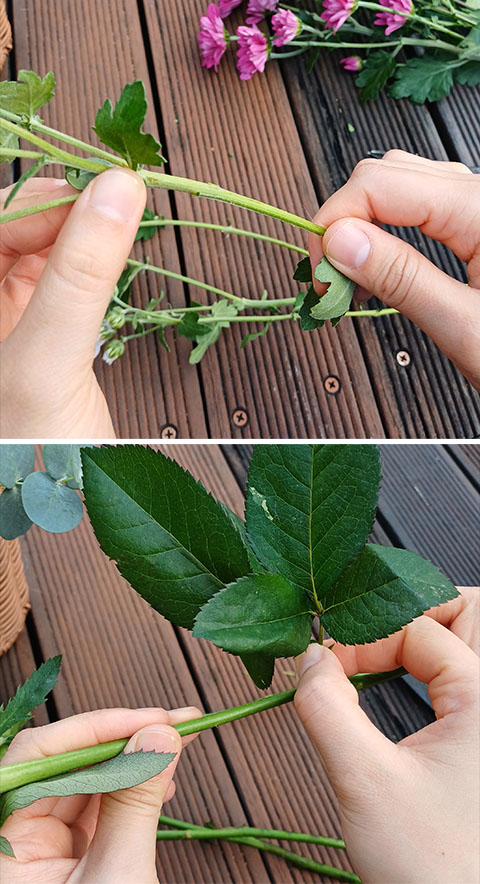 가을국화 소국 꽃 다듬기