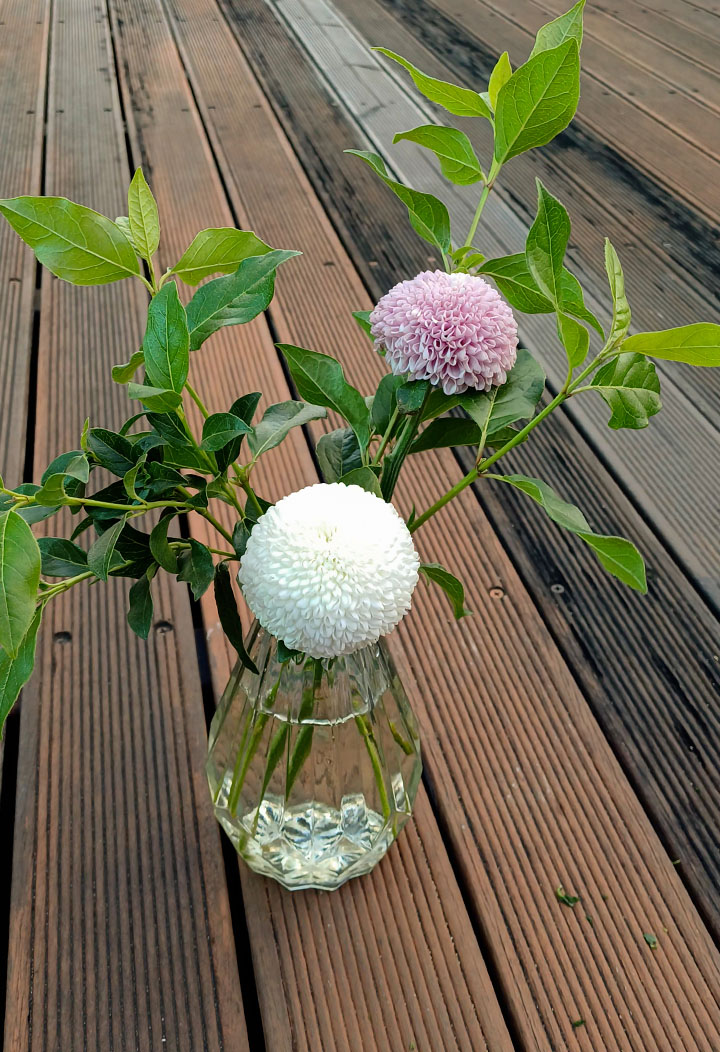  바이올렛 폼폰 국화를 화병에 꽂기