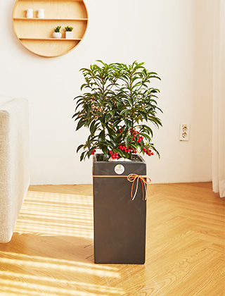 만냥금(백량금) 모던라인