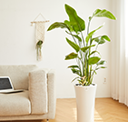 공기정화 관엽식물