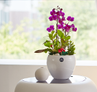 승진 동양난 서양난