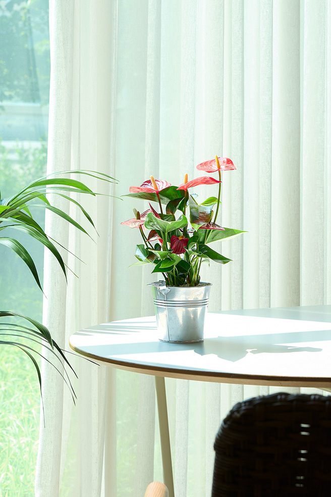 미니 안시리움 양동이 화분