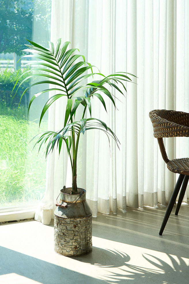 겐차야자 양동이 화분