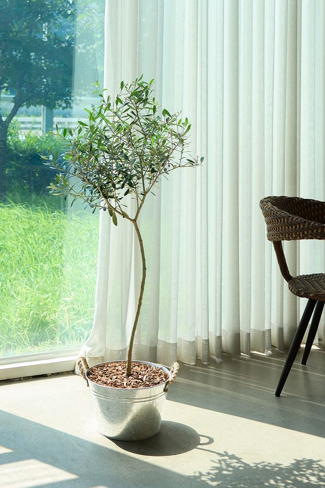 올리브 양동이 화분